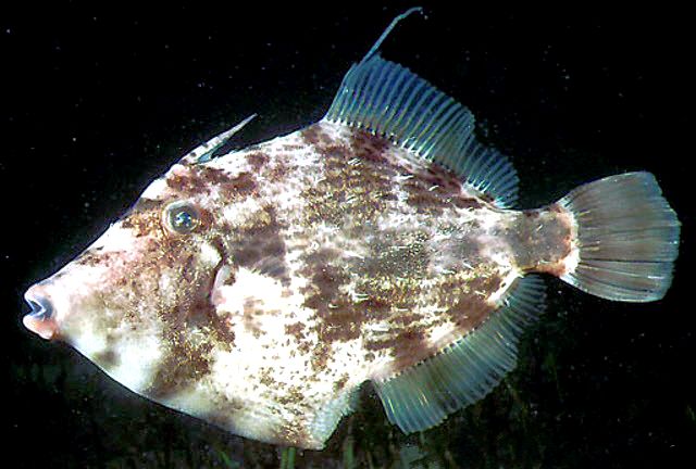 Stephanolepis diaspros_05.jpg